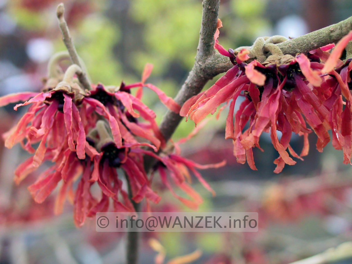 Hamamelis Diane - Macro 2.JPG